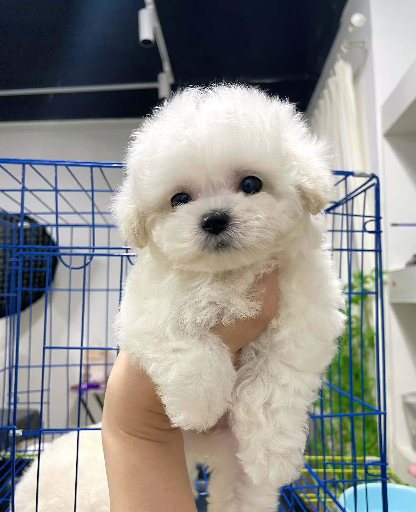 比熊聪明可特别适合情感陪伴